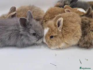 Mini Lion Lop rabbits Baby mini lop and lionhead - Advert 4
