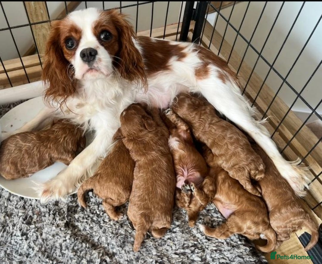 Cavapoo dogs for sale: CAVAPOO’s toy size (reds) - Image 3