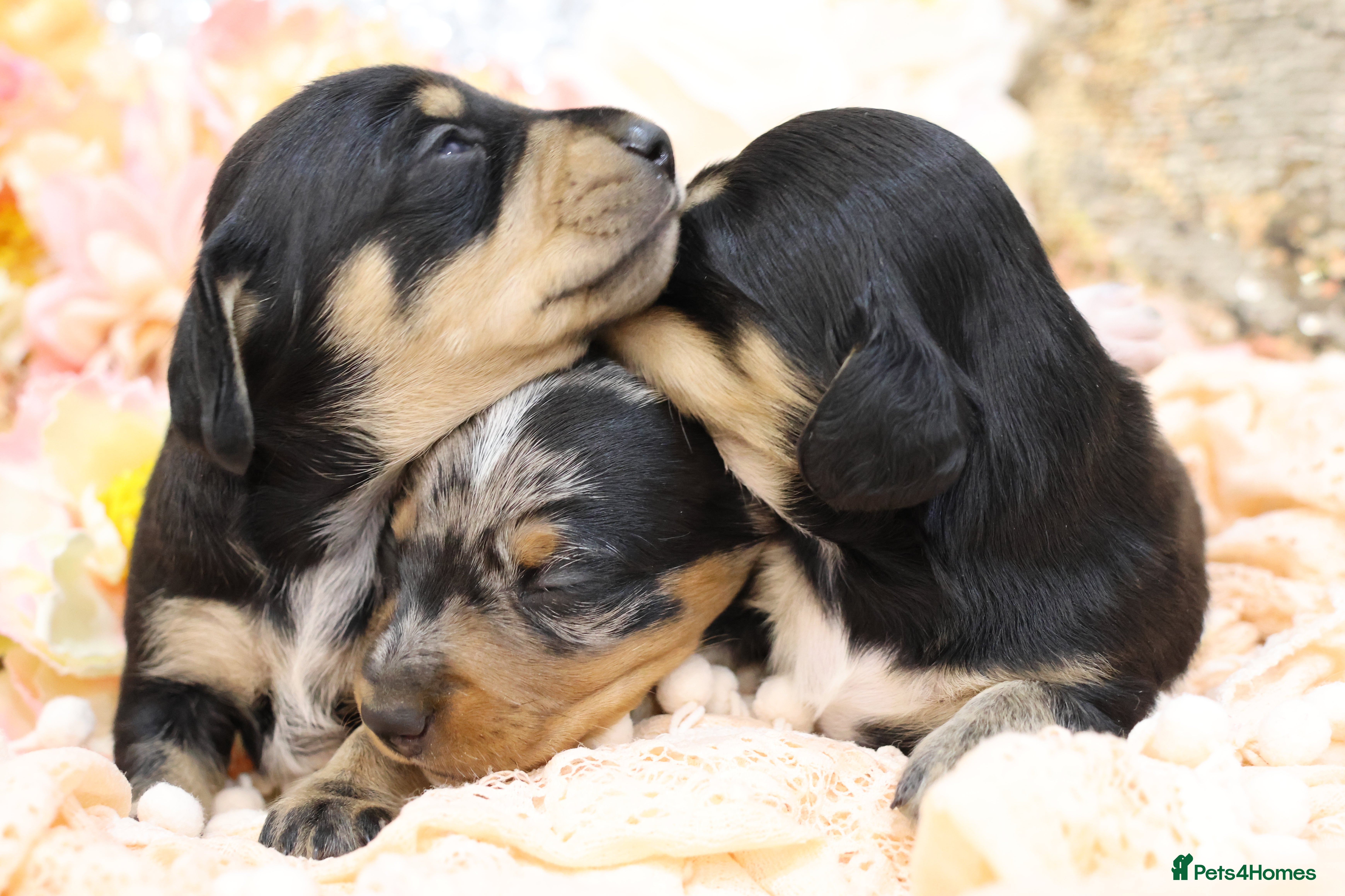 Miniature Dachshund dogs KC Miniature Dachshunds - Advert 9