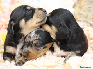 Miniature Dachshund dogs KC Miniature Dachshunds - Advert 5