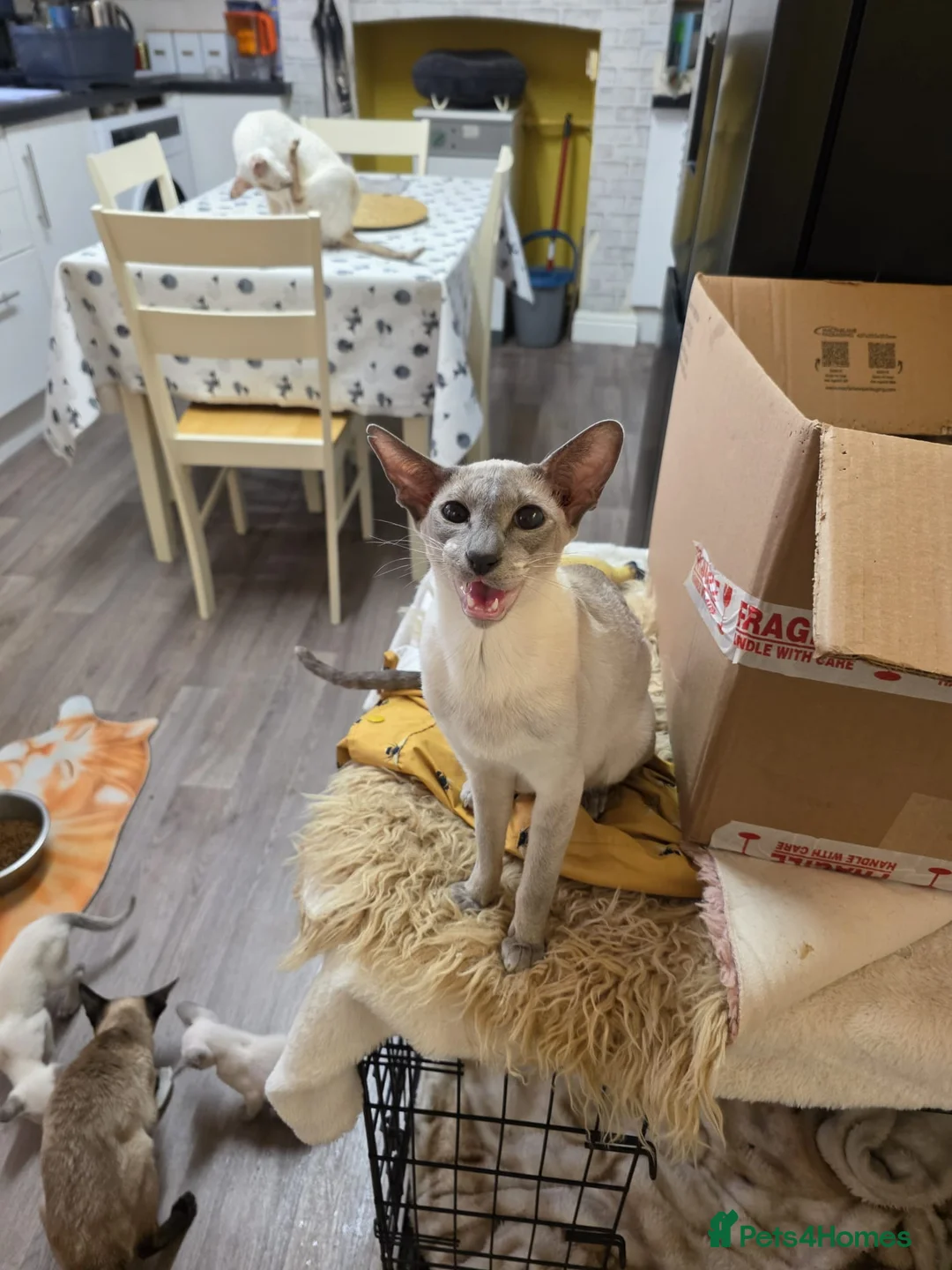 Siamese cats for sale: Beautiful Siamese Kittens  - Advert 1