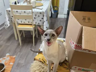 Siamese cats Beautiful Siamese Kittens - Advert 6