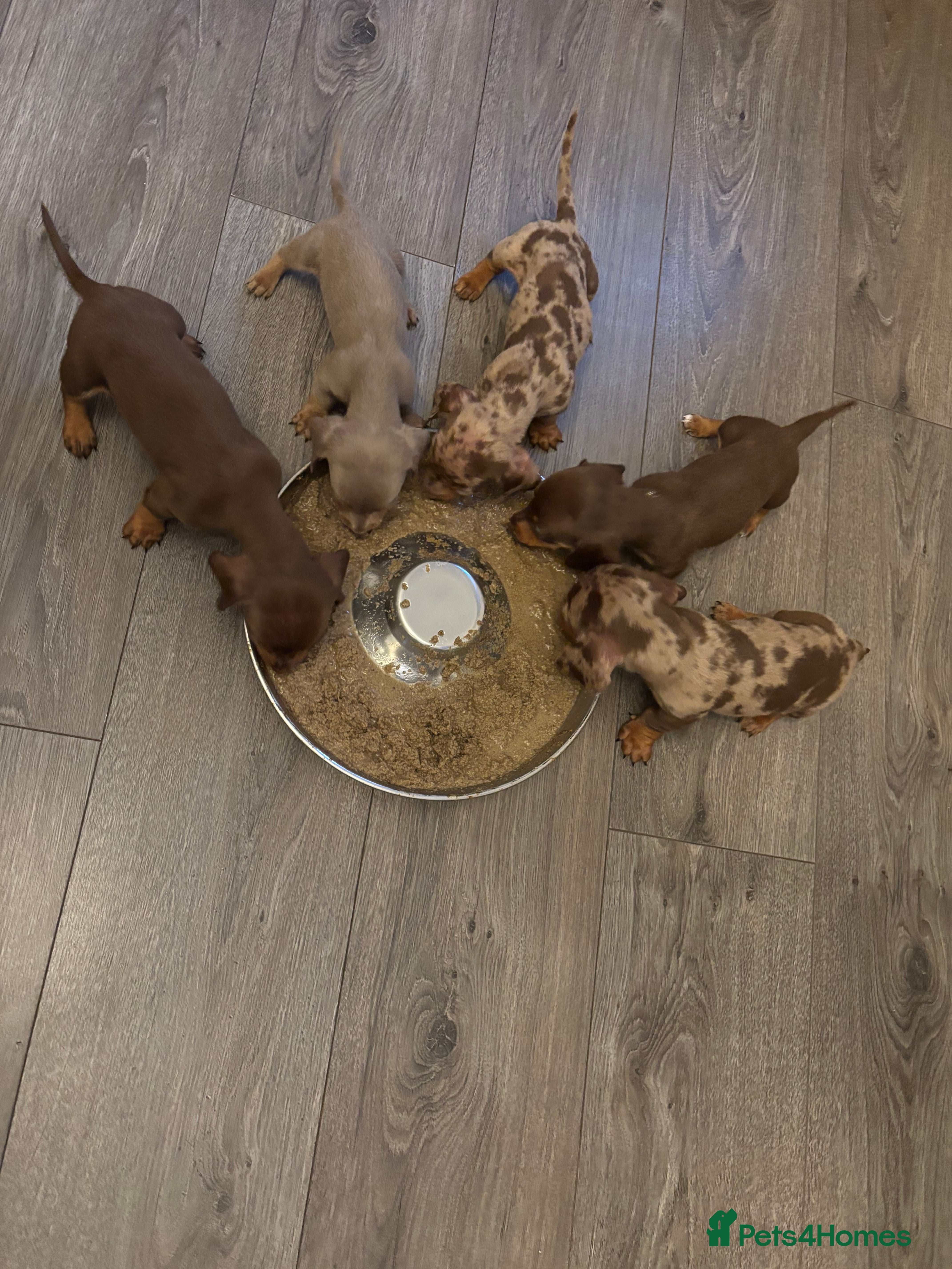 Dachshund dogs Miniature dachunds KC REGISTERED 💙 - Advert 18