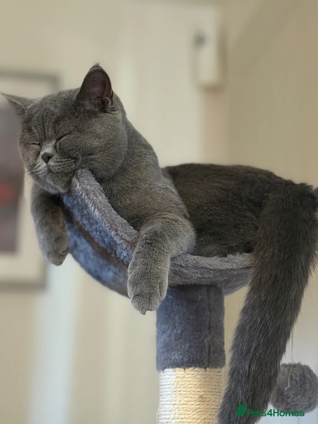 British Shorthair cats for sale: BSH kittens  - Advert 1