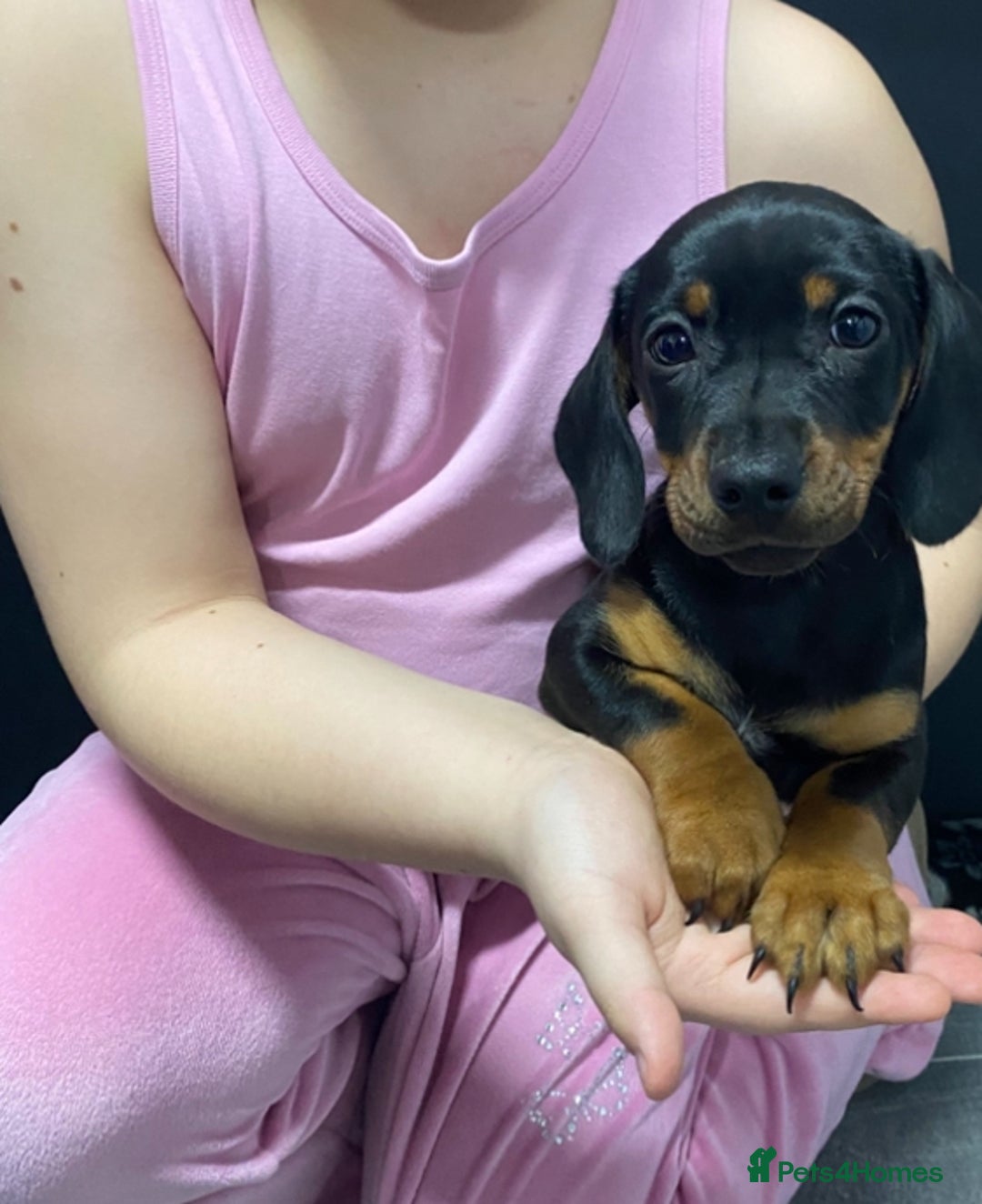 Miniature Dachshund dogs for sale: Miniature dachshund puppies  - Advert 6