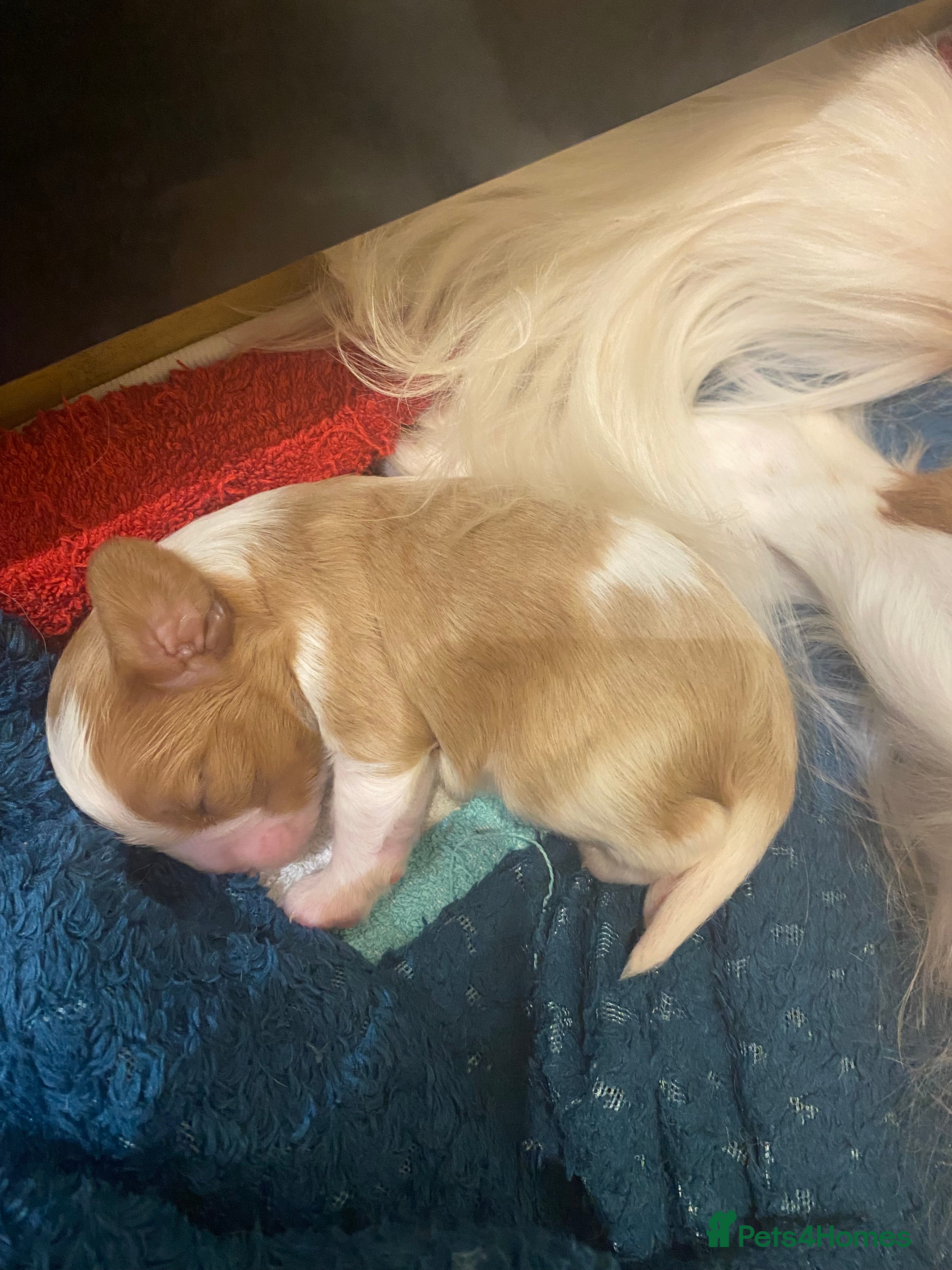 Cavalier King Charles Spaniel dogs King Charles Spaniel boy - Advert 10