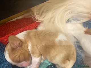 Cavalier King Charles Spaniel dogs King Charles Spaniel boy - Advert 7