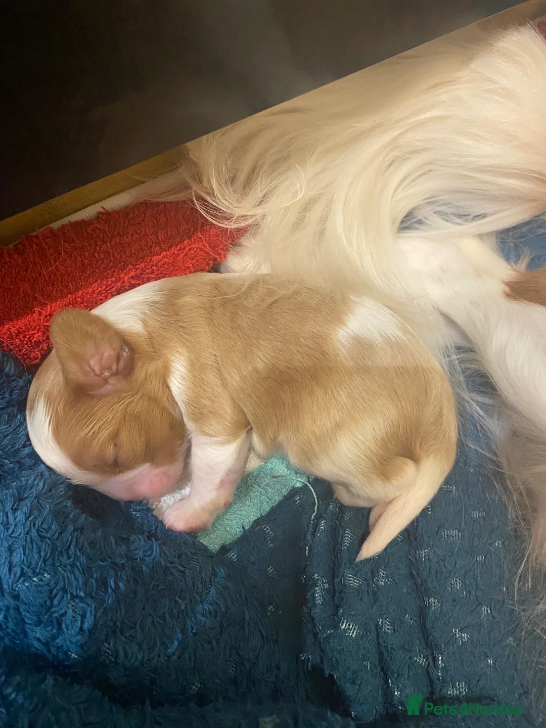 Cavalier King Charles Spaniel dogs for sale: Cavalier King Charles Spaniel boy - Advert 15