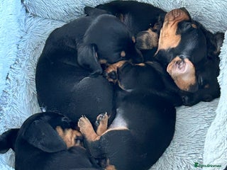 Miniature Dachshund dogs Miniature Smooth Haired Dachshunds - Advert 5