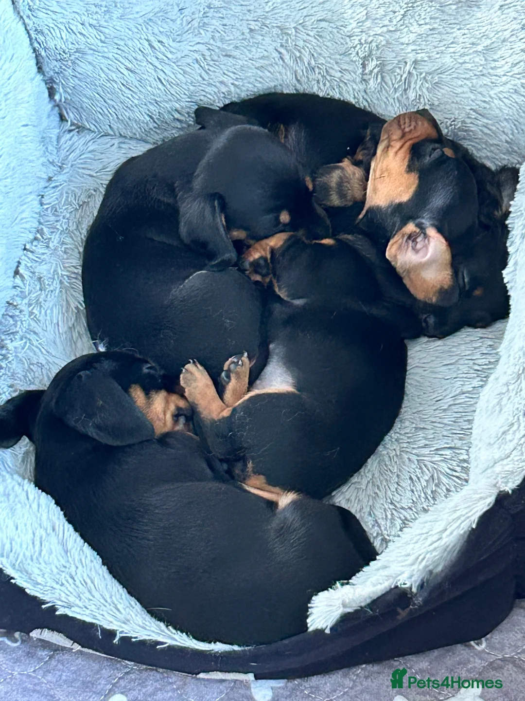 Miniature Dachshund dogs for sale: Miniature Smooth Haired Dachshunds  - Advert 4