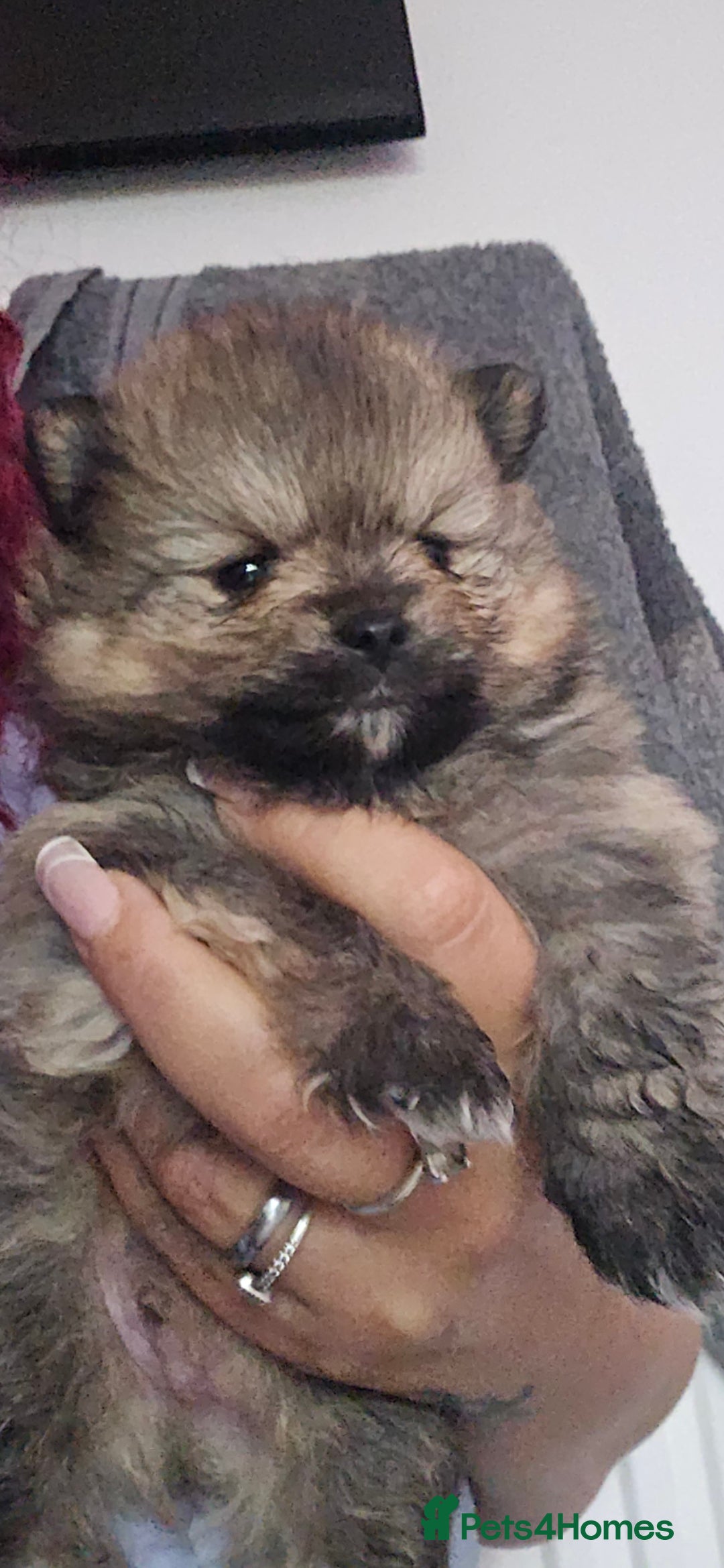 Pomeranian dogs for sale: Beautiful miniature Pomeranians  - Image 14