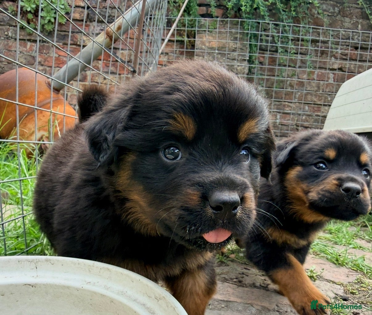 Rottweiler dogs 8 Stunning Rottweiler puppies  - Advert 16