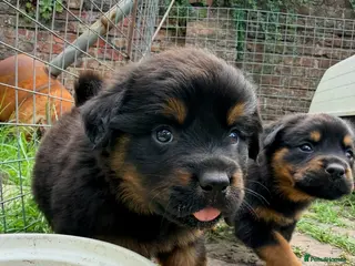 Rottweiler dogs 8 Stunning Rottweiler puppies - Advert 16