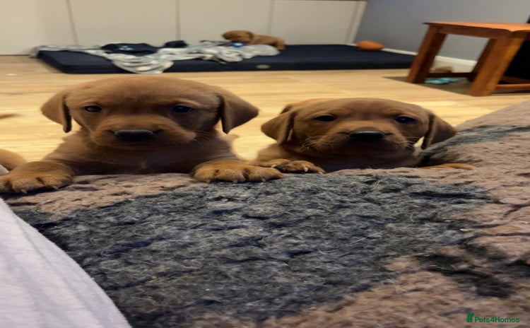 Labrador Retriever dogs - Advert 11