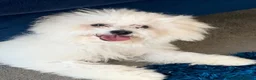 Bichon Frise dogs for stud:  KC REG BICHON FRISE STUD  - Advert 2