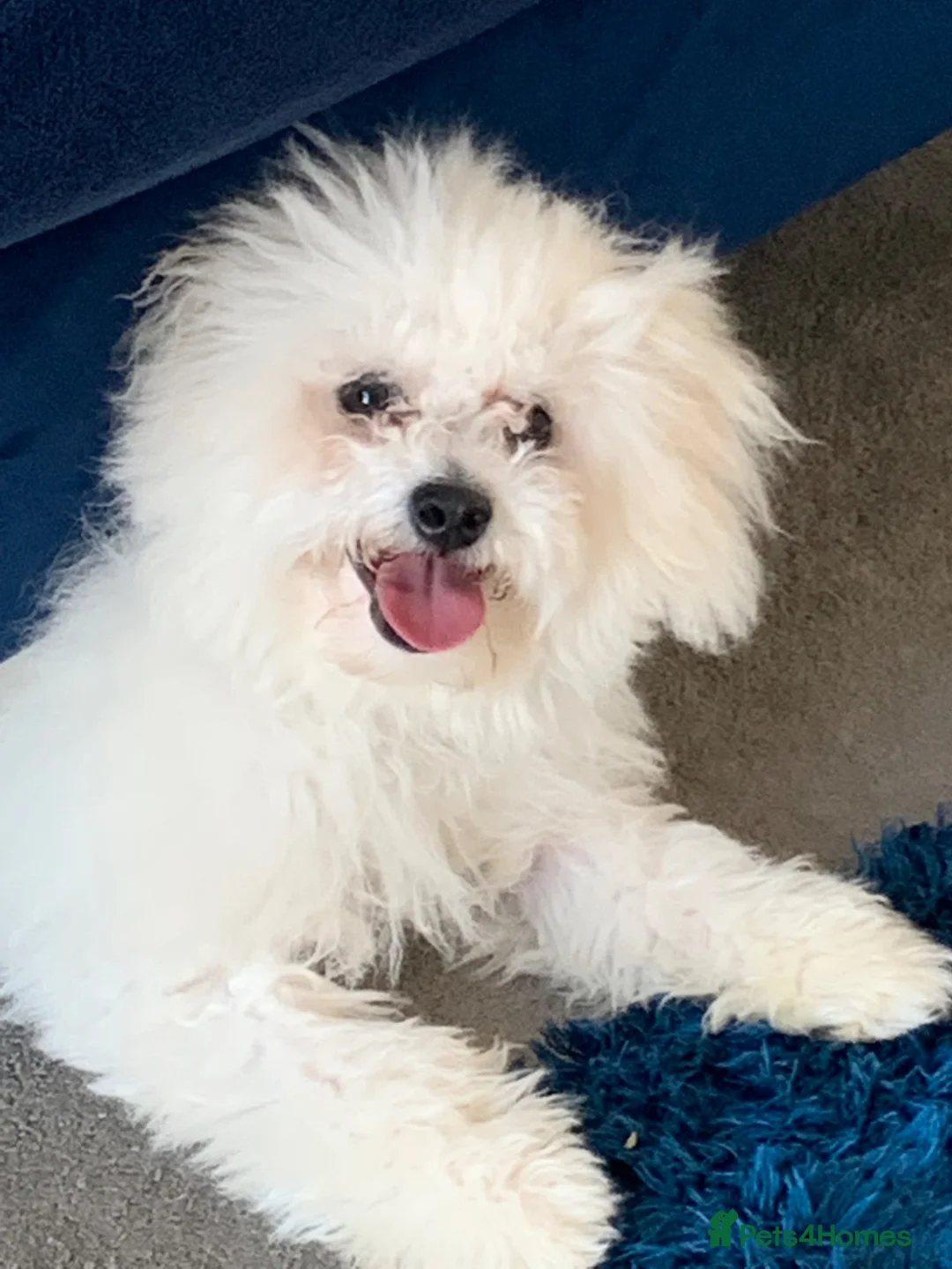 Bichon Frise dogs for stud:  KC REG BICHON FRISE STUD  - Advert 2