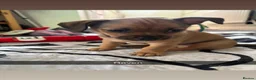 Mixed Breed dogs for sale: 2 Beautiful girls  - Advert 14