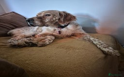 English Setter dogs for adoption: Benson - Image 1
