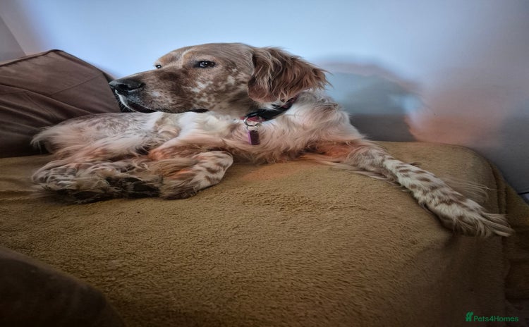 English Setter dogs - Advert 2