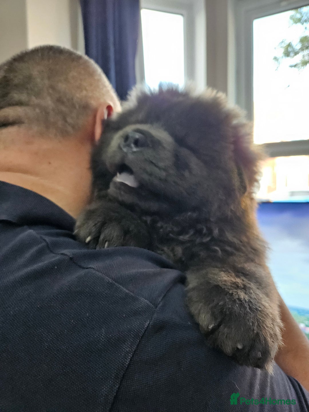 Chow Chow dogs for sale: Chow chow puppies - Image 8