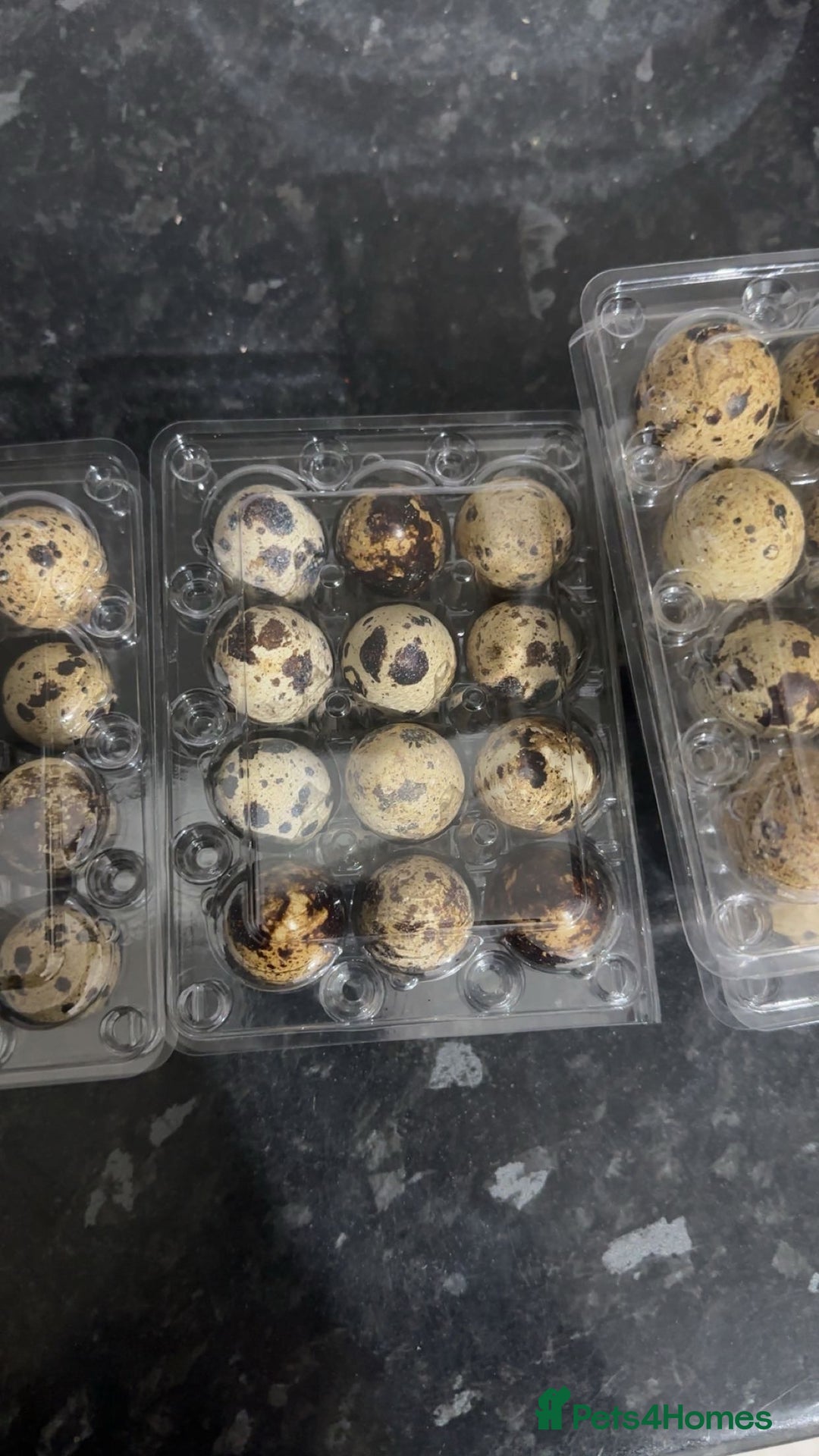Quail poultry for sale: quail fertile eggs - Advert 2