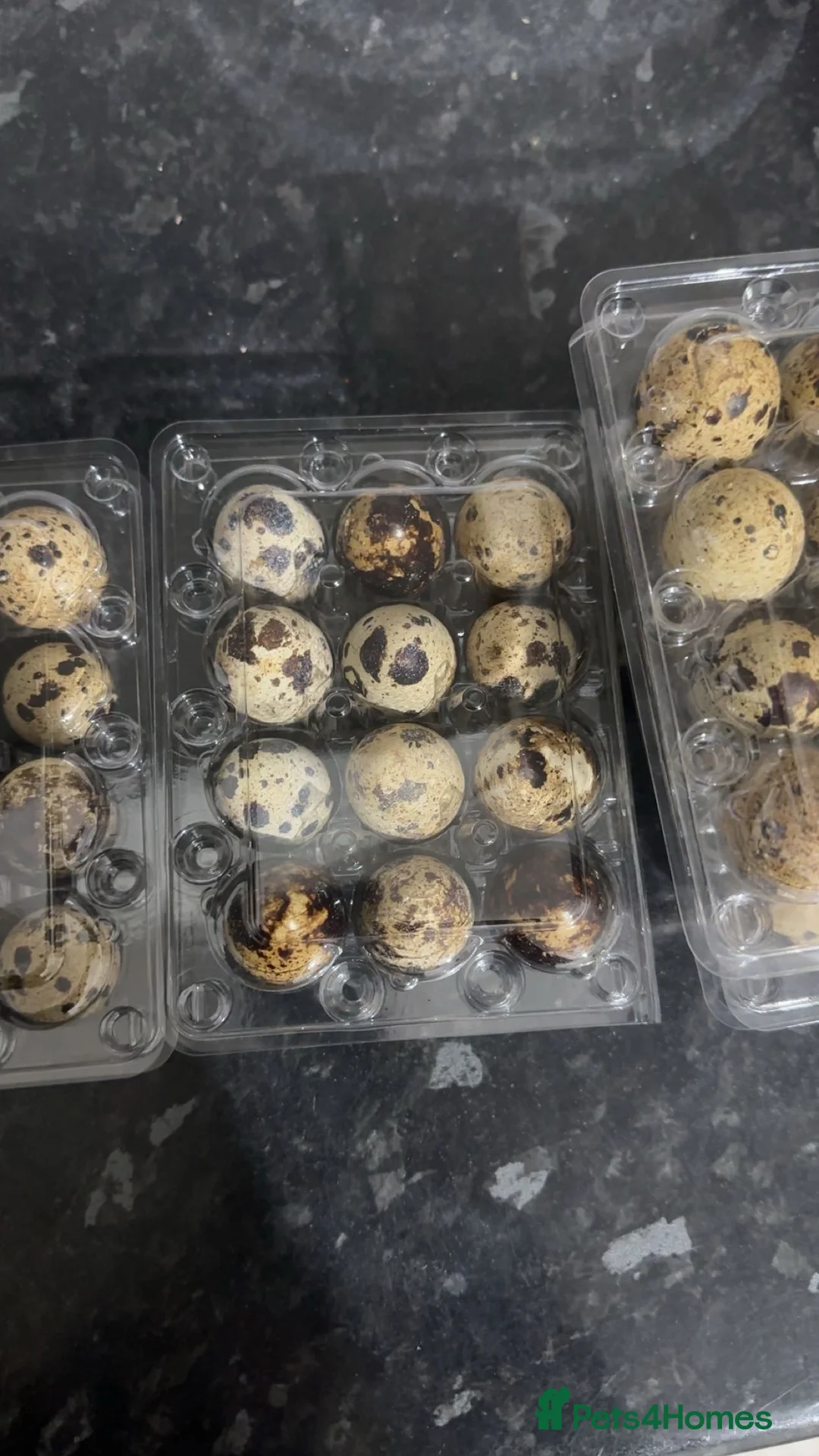 Quail poultry for sale: quail fertile eggs - Advert 2