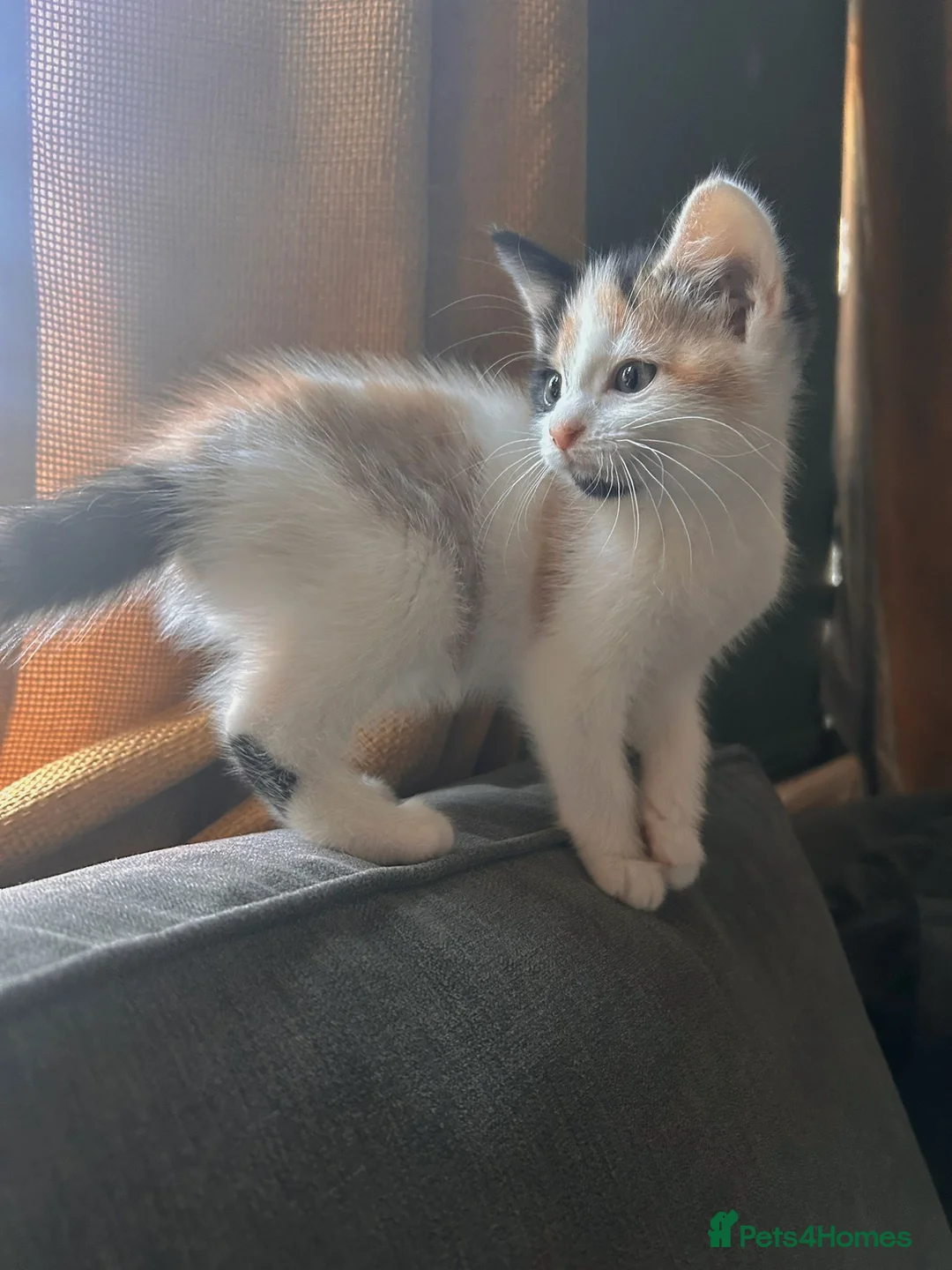 Mixed Breed cats for sale: Beautiful little girl ready for her forever home  - Advert 3
