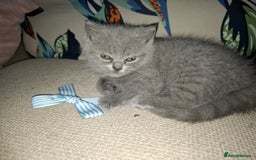 British Shorthair cats for sale: Pedigree British Blue and Tabby Shorthair Kittens - Image 10