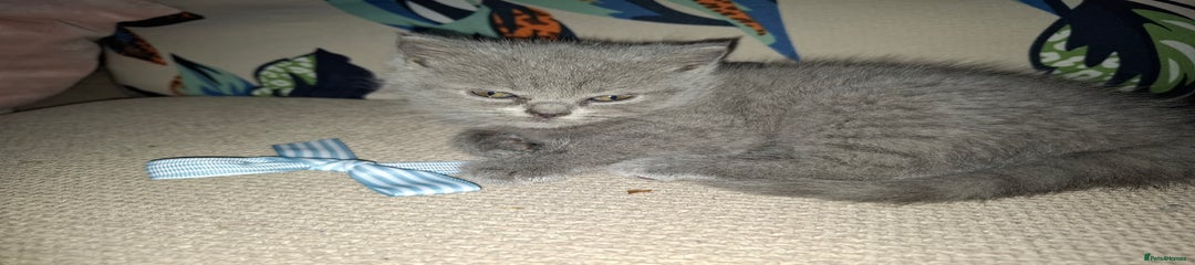 British Shorthair Kitten 3