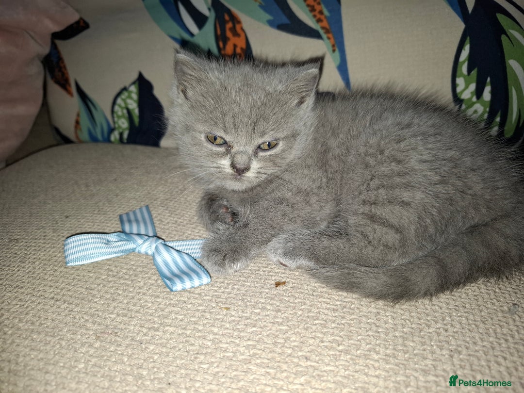British Shorthair cats for sale: Pedigree British Blue and Tabby Shorthair Kittens - Image 10