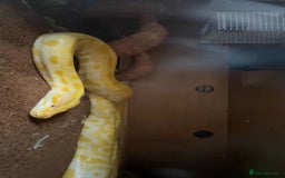 Snake reptiles for sale: Albino Burmese python  - Image 6