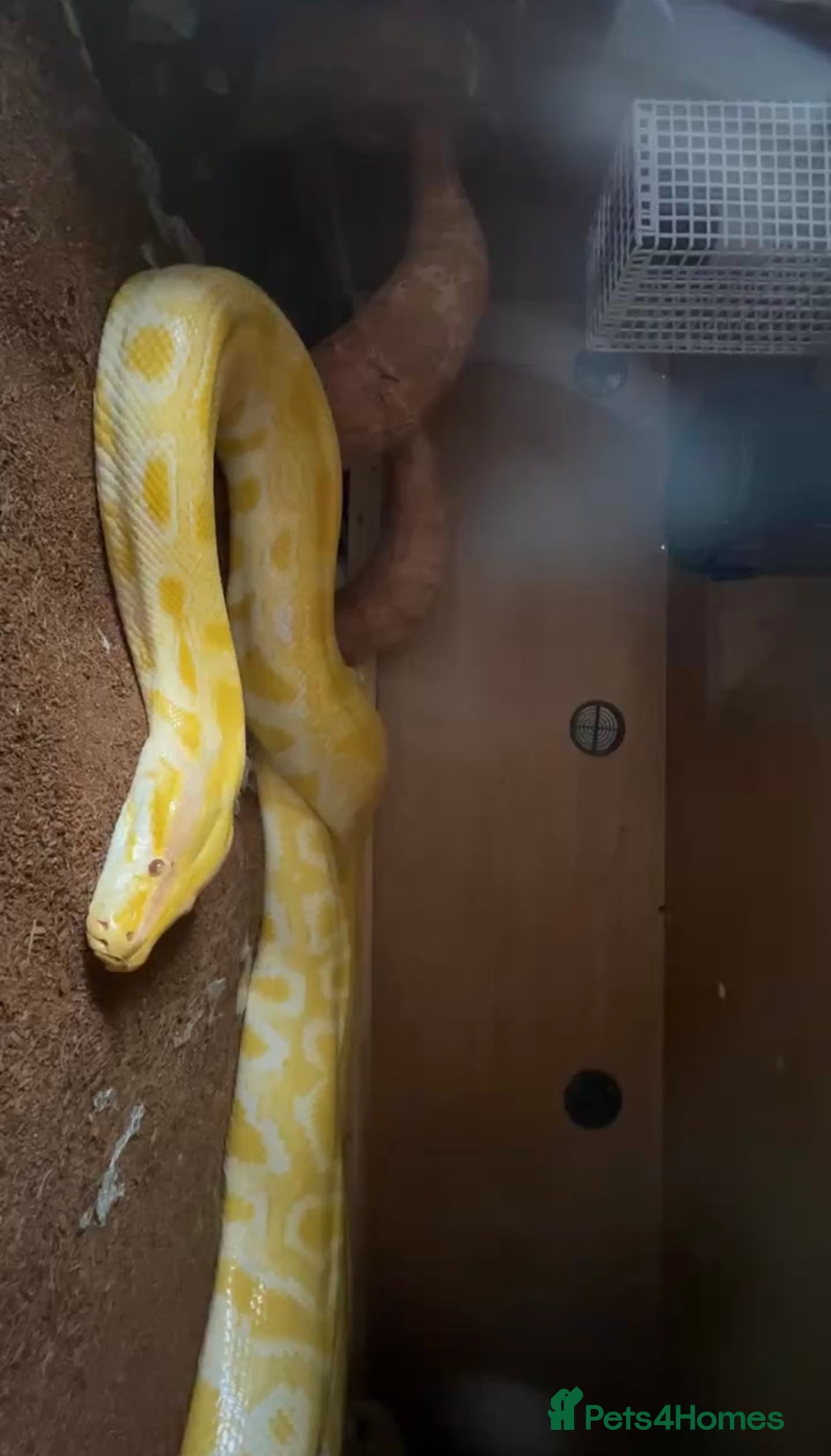 Snake reptiles for sale: Albino Burmese python  - Image 6