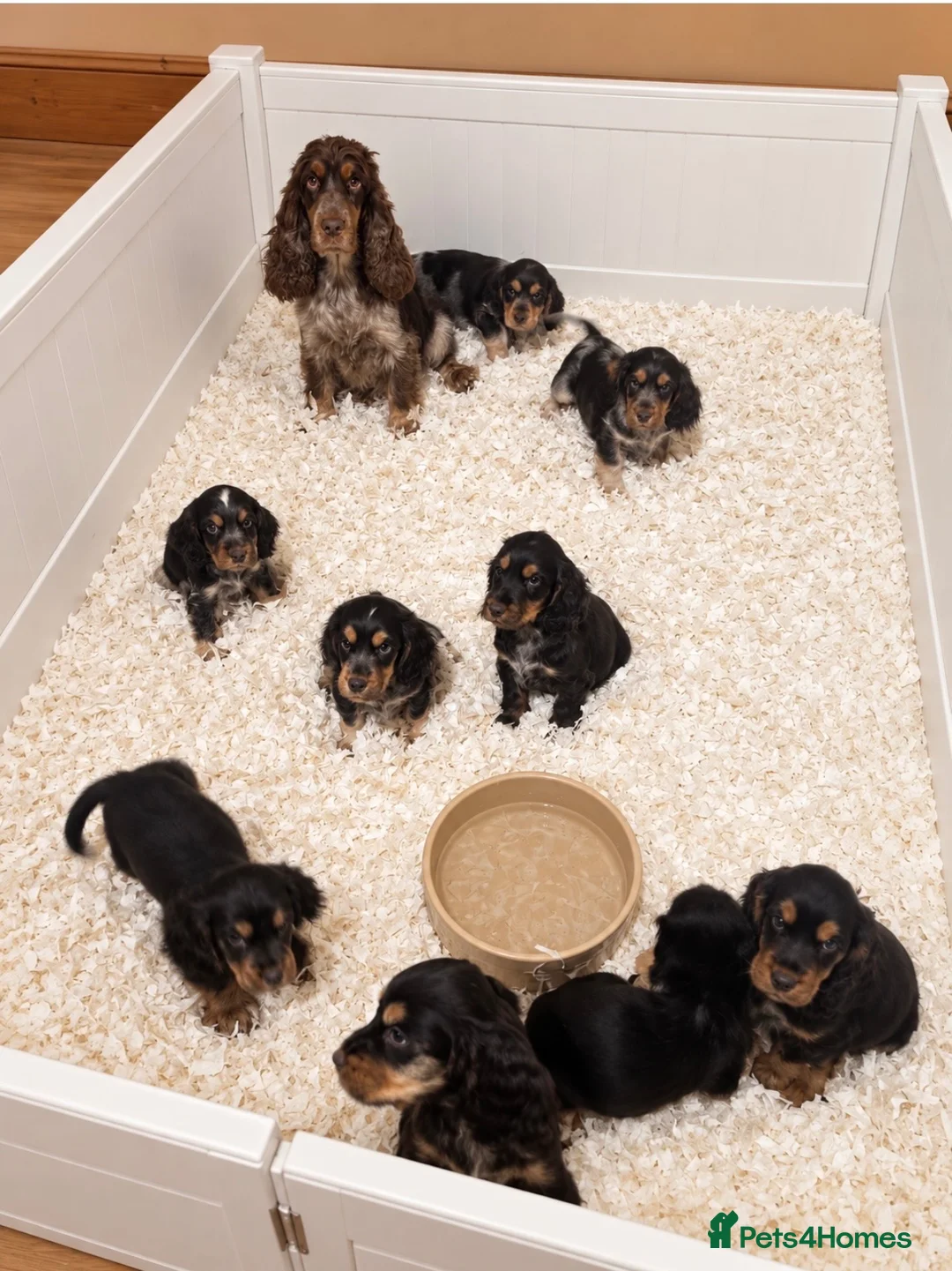 Cocker Spaniel dogs for sale: Stunning chocolate show cockers  - Advert 2