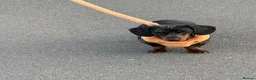Miniature Dachshund dogs for sale: Blue Dapple Adult Female  - Advert 4