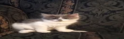 Norwegian Forest Cat cats for sale: Norwegian Forest Cat x Russian Blue Kittens - Advert 4
