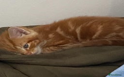 Maine Coon cats for sale: Unique 1/2 Maine Coone Kittens x 4  - Image 13