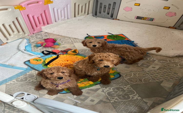 Goldendoodle dogs in Brough - Advert 1