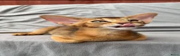 Abyssinian cats for sale: Gorgeous Abyssinian ruddy girls🤎❤️ - Advert 5