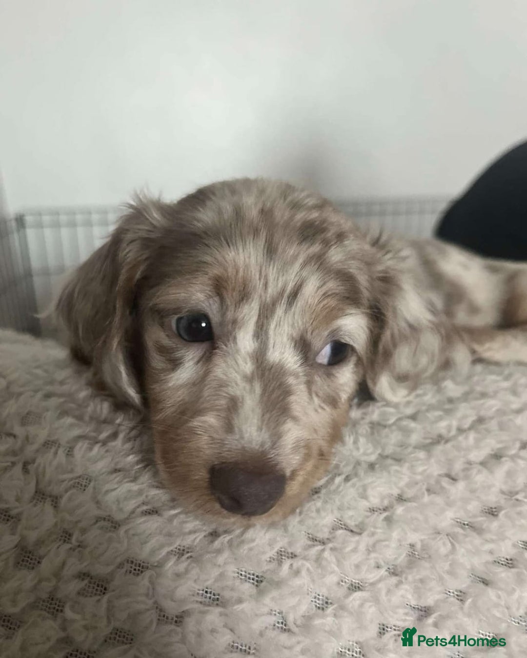 Miniature Dachshund dogs for sale: Beautiful Long-Haired Miniature Dachshund Puppies! - Advert 7