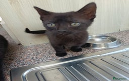 Mixed Breed cats for sale: 2 kittens left! Beautiful Mixed-Breed Kittens  in Faversham - Image 5