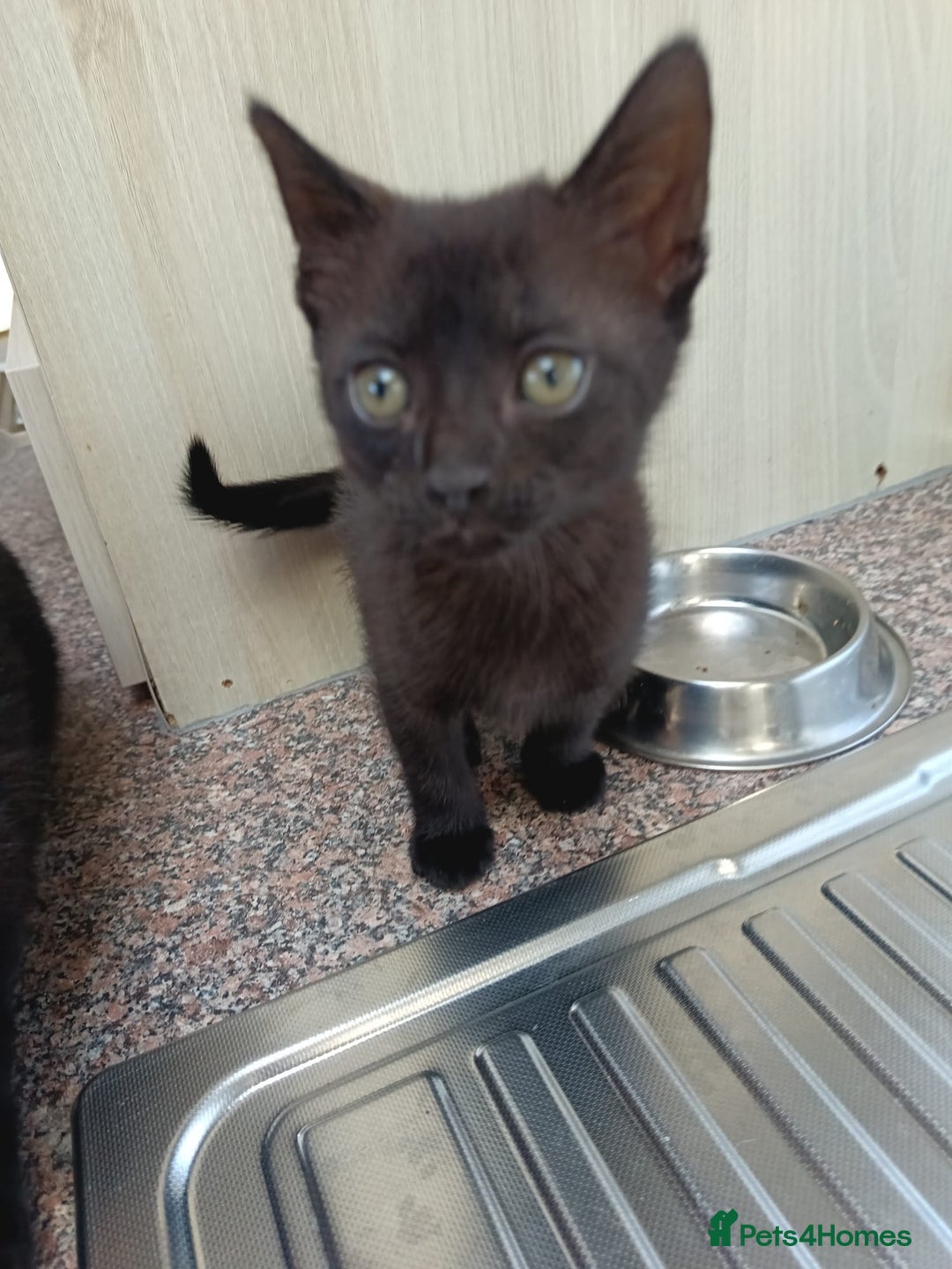 Mixed Breed cats for sale: 2 kittens left! Beautiful Mixed-Breed Kittens  in Faversham - Image 5