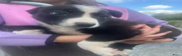 Mixed Breed dogs for sale: Welsh Collie Pups  - Advert 6