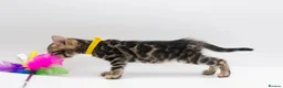 Bengal cats for sale: TICA Registered Brown & Snow Lynx Bengal Kittens - Advert 26