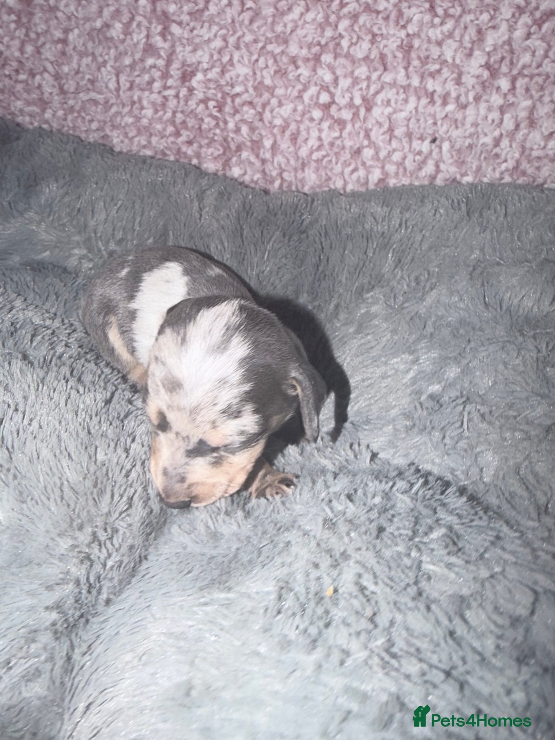 Miniature Dachshund dogs for sale: Stunning kc reg miniature dachshund puppies - Advert 31