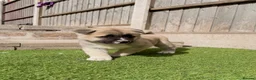 Akita dogs for sale: American Akita puppy’s for sale - Advert 18