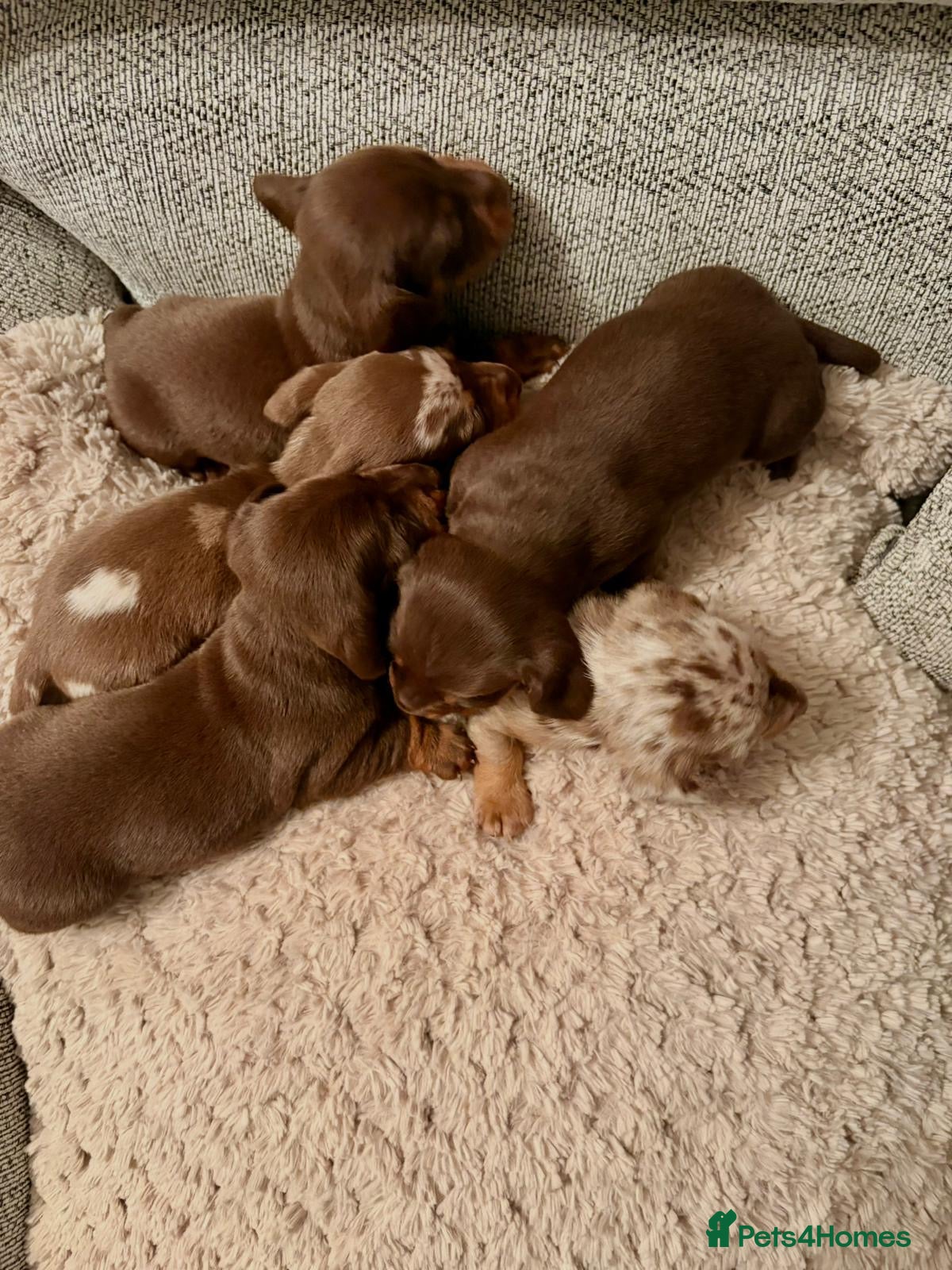 Miniature Dachshund dogs Miniature dachshund  - Advert 3