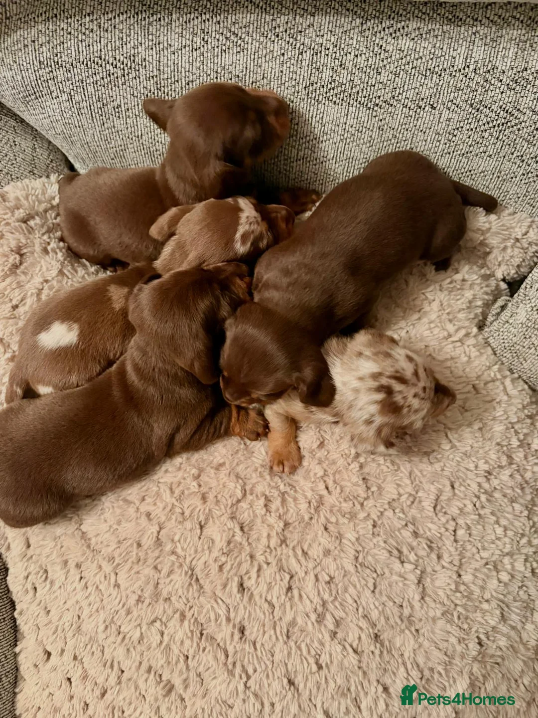 Miniature Dachshund dogs for sale: Miniature dachshund  - Advert 1