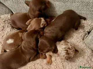 Miniature Dachshund dogs Miniature dachshund - Advert 3