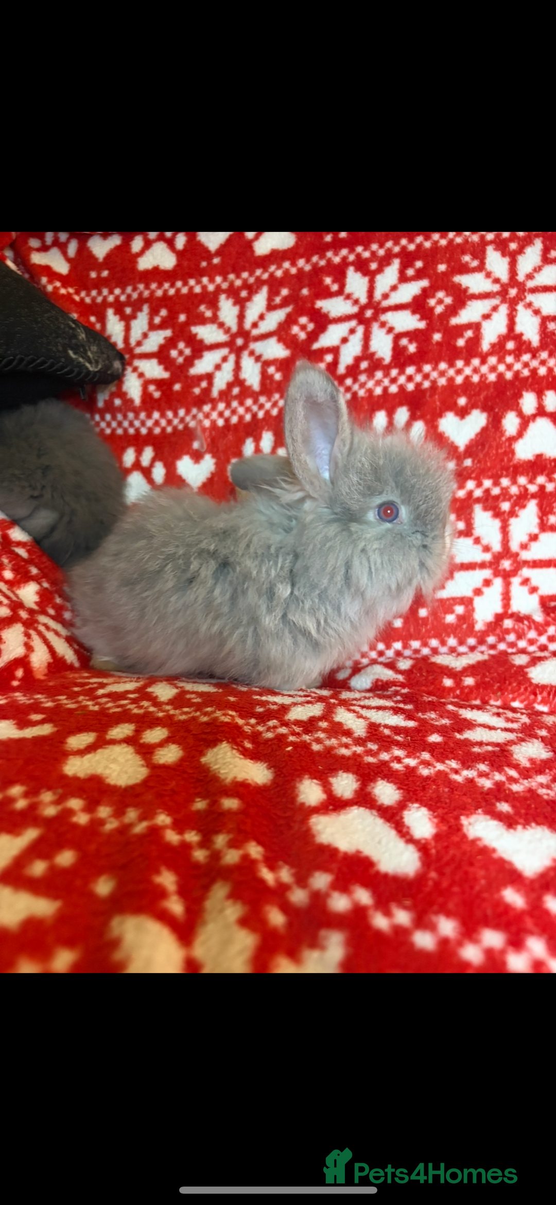 Mini Lop rabbits for sale: Gorgeous little mini lop baby bunnies ready now - Image 8
