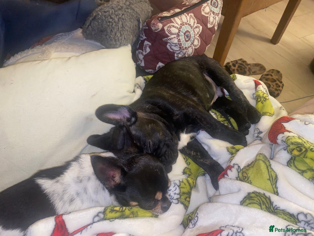 French Bulldog dogs for sale: Adorable male French bulldog puppy ready now - Advert 5